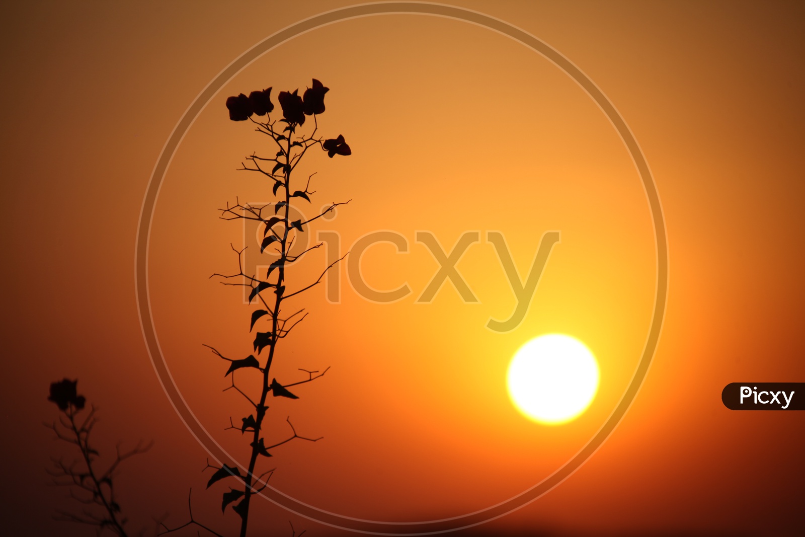 Silhouette of flowers during sunset