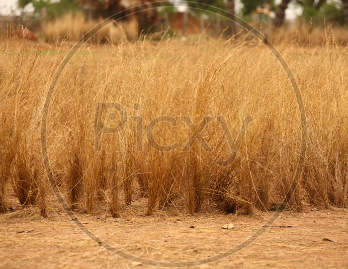 Dry grass in open land