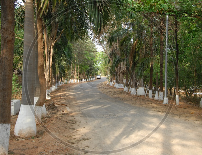 Roadway covered with trees