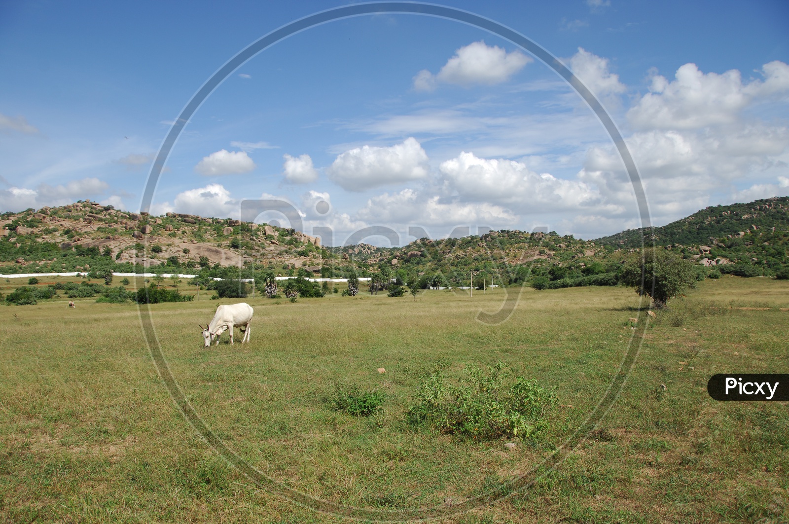 cattle grazing in an open green land
