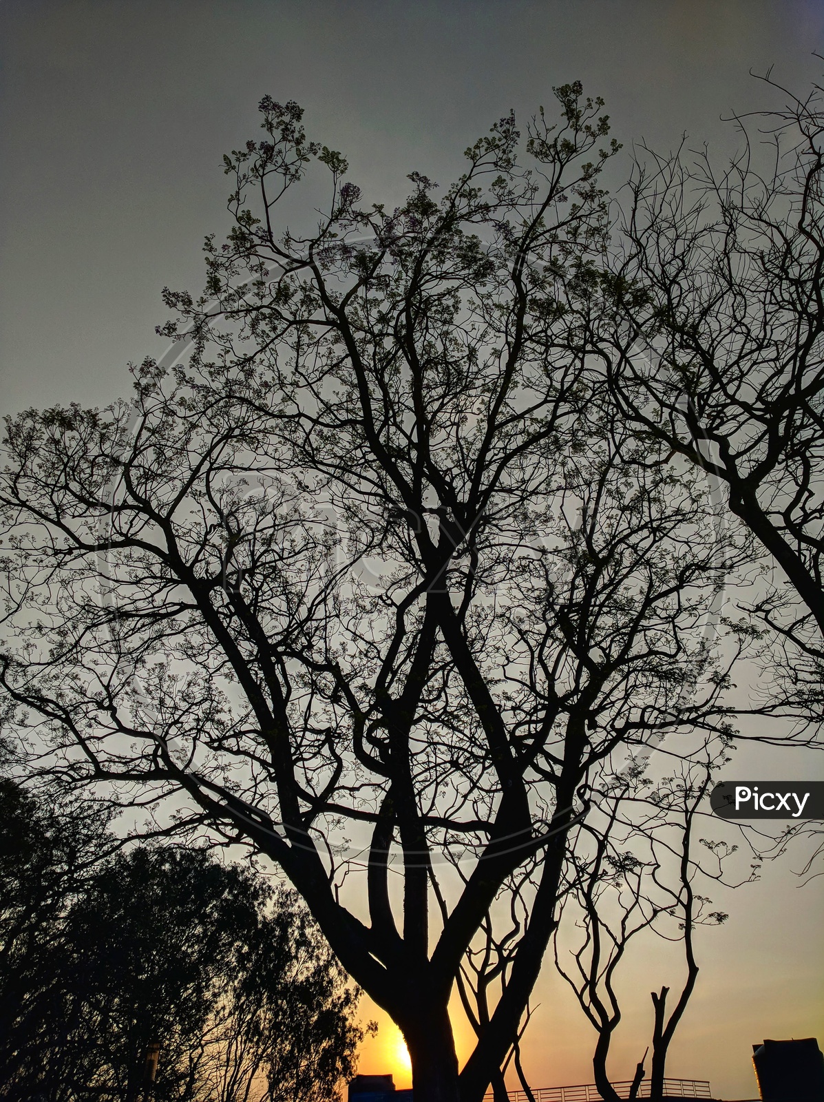 Silhouette Of a Leafless Tree over a Sky