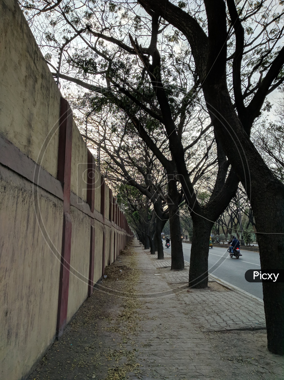 A Footpath With a Trees Along Side Of a Wall