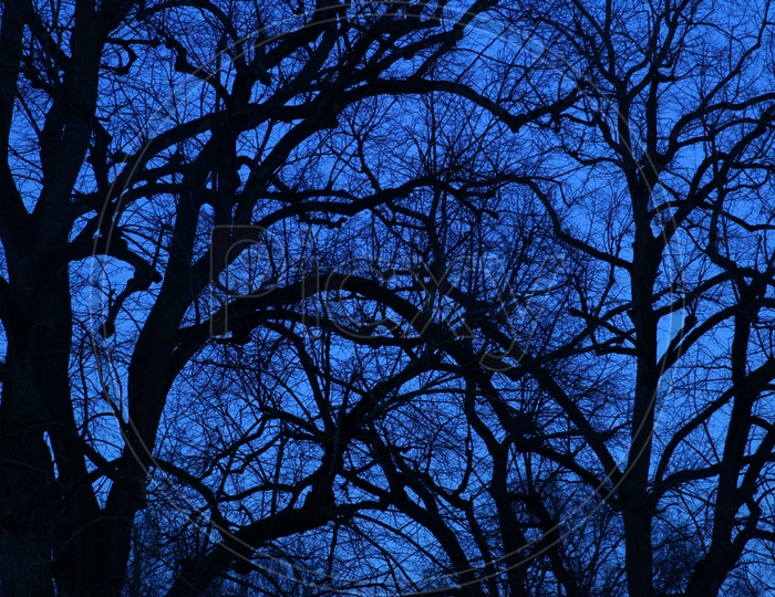 Silhouette of a Leaf Less Tree