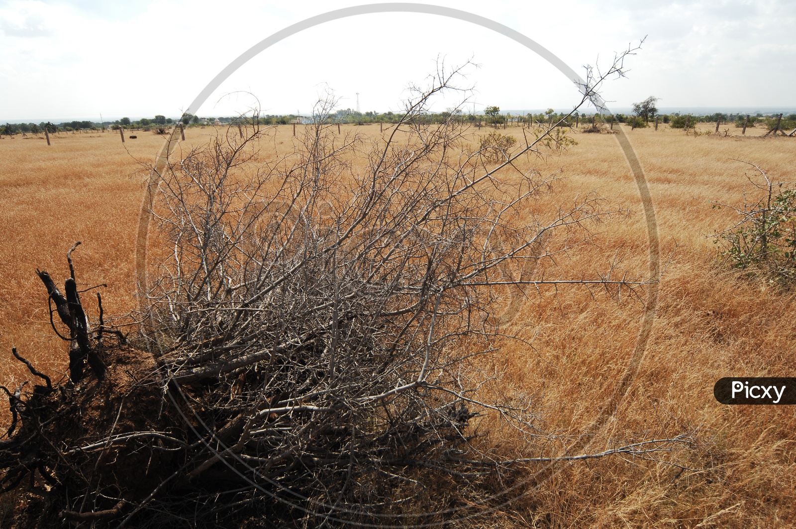 Dry Grass in Open Land