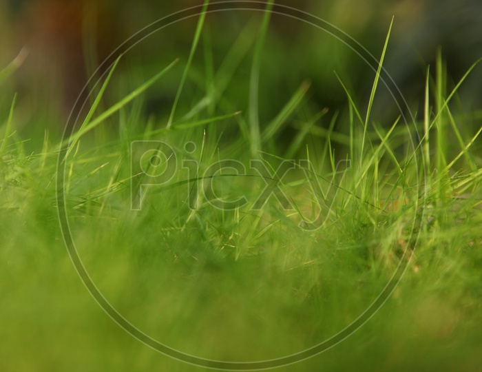 Green Garden Grass