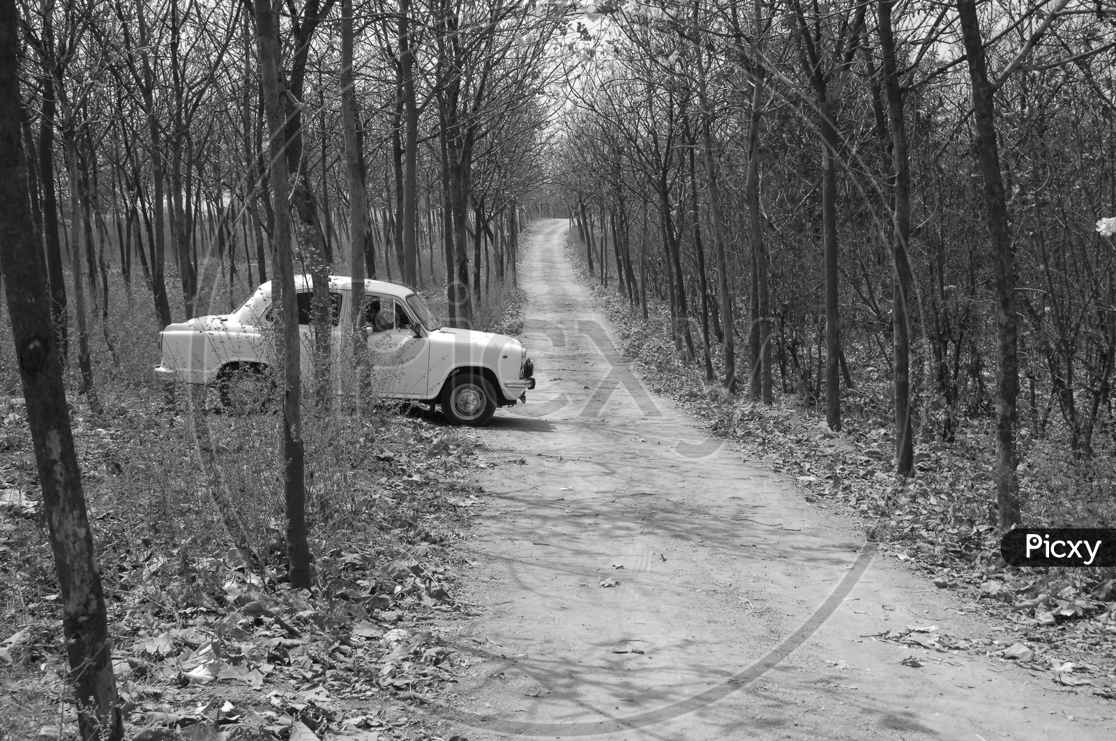 a car parked on a small road in a forest
