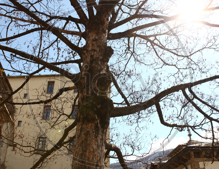 Sunlight through Tree branches