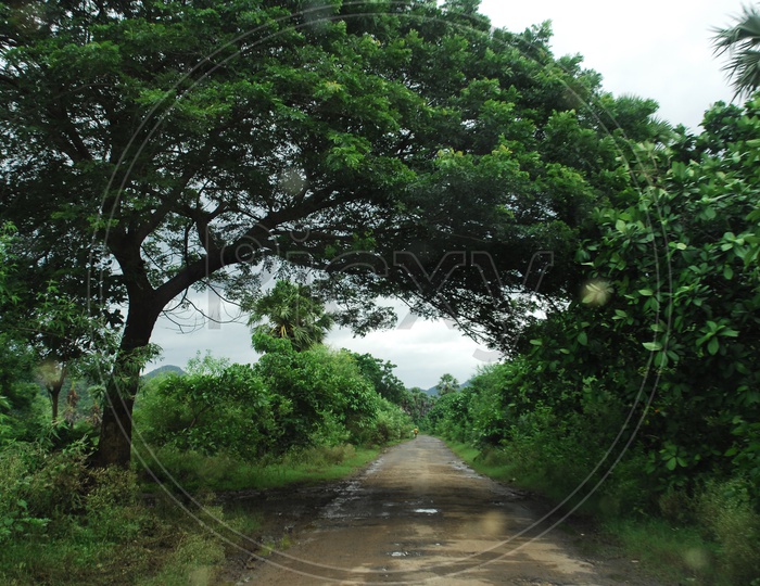An empty road with trees on the both sides