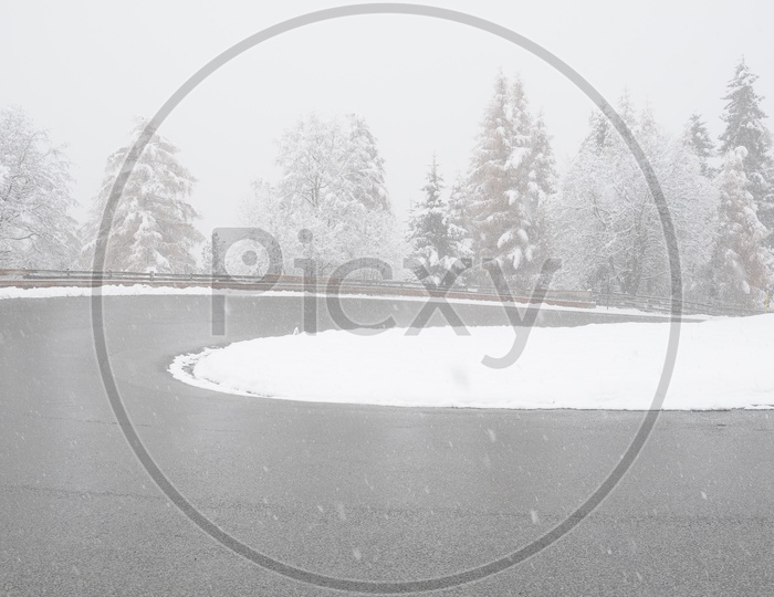 Road curve alongside the Spruce trees covered with snow
