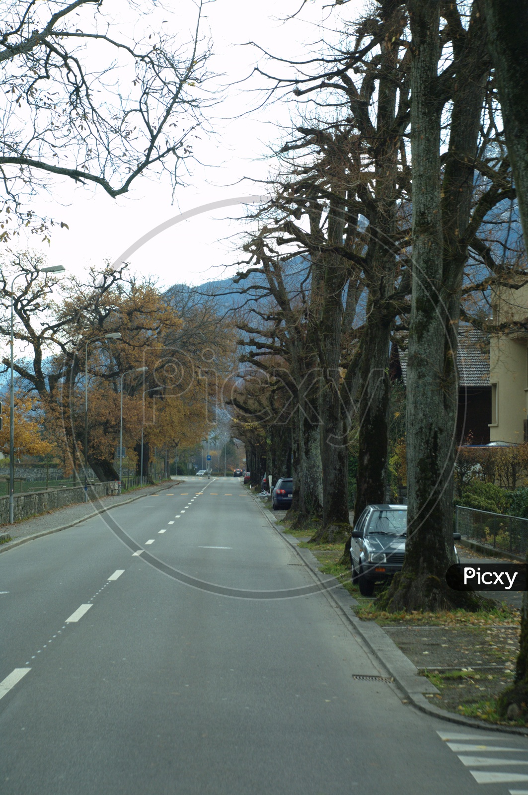 View of roadway alongside the trees