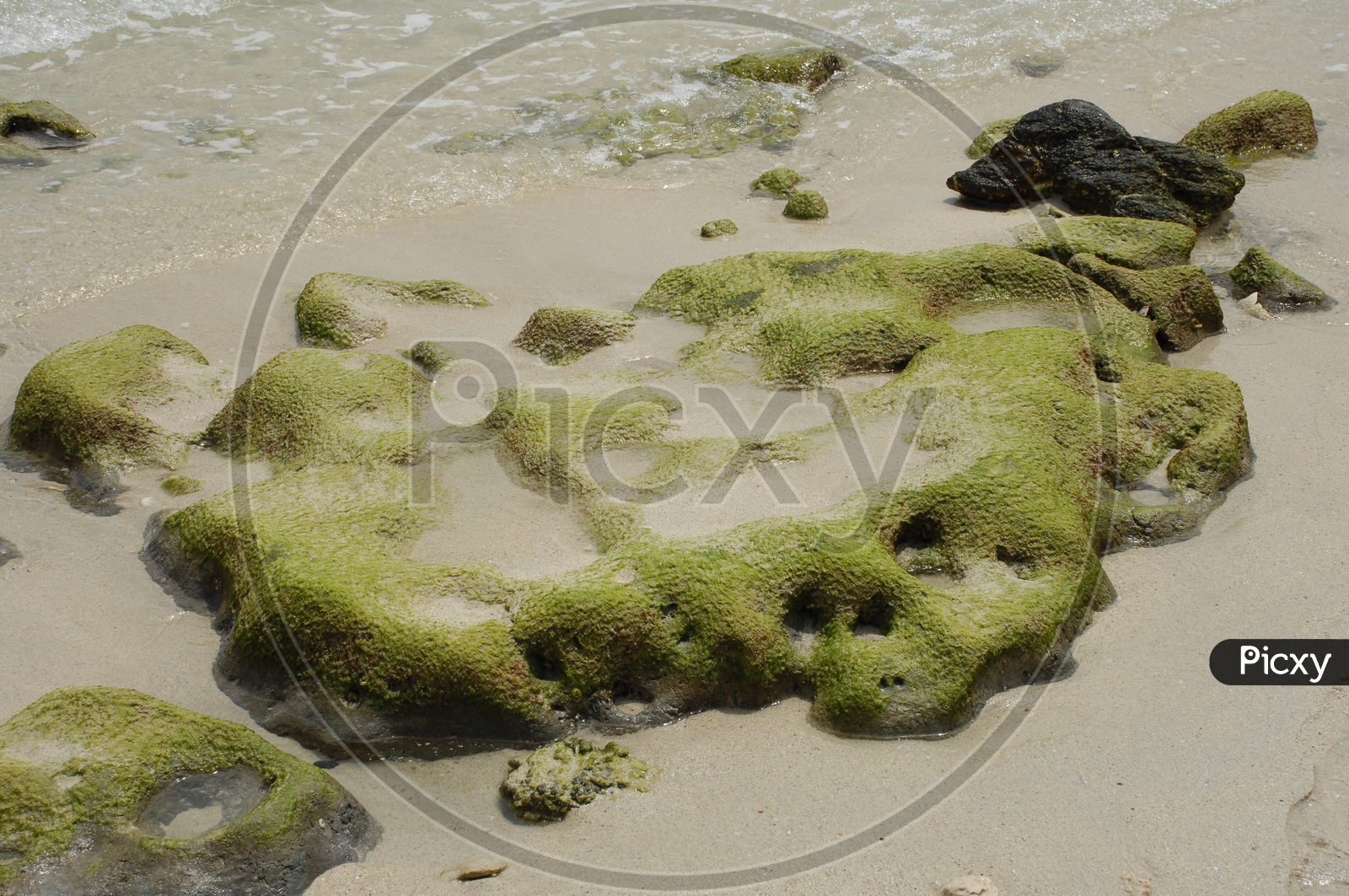 Moss in a beach