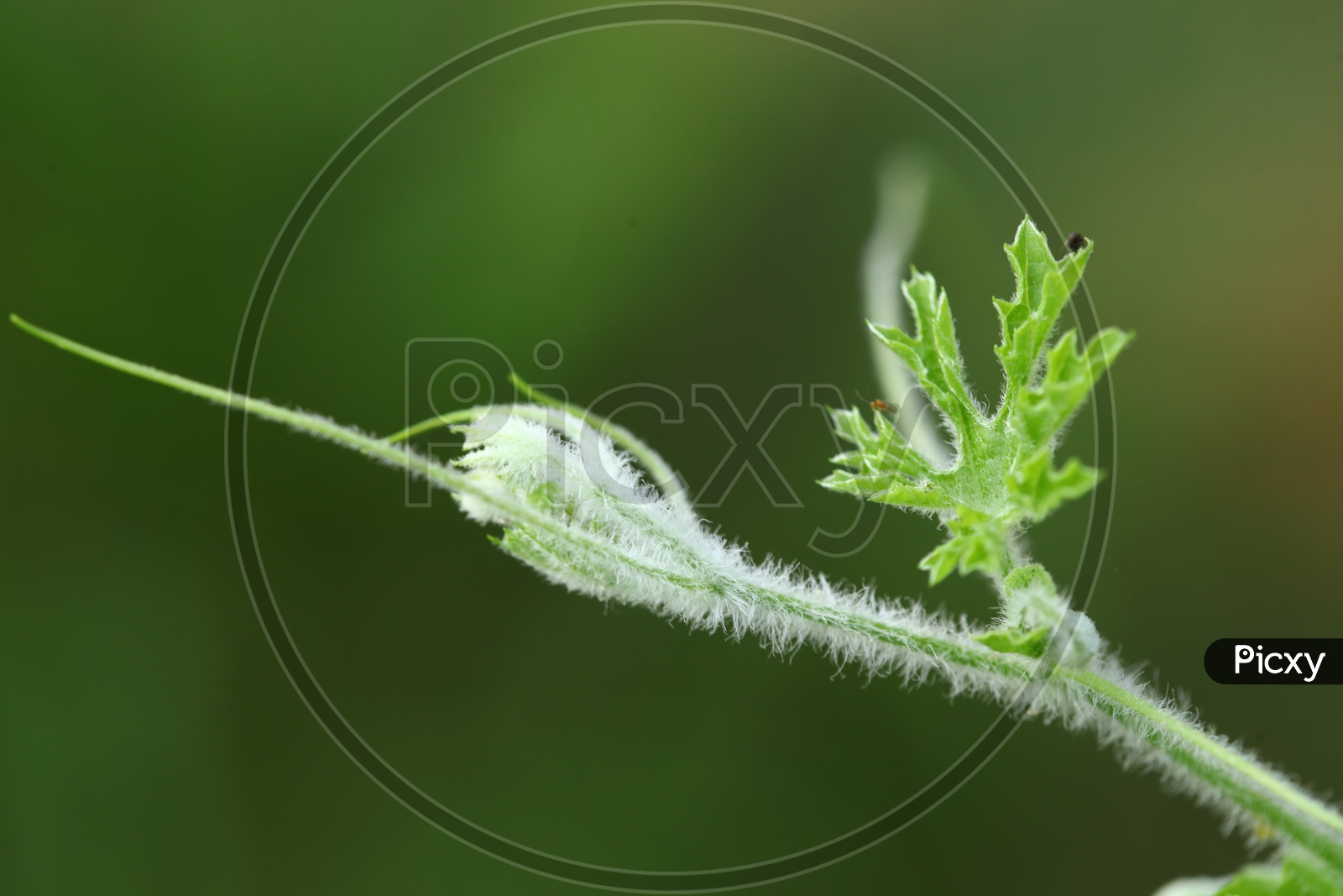 Closeup of plant leaf