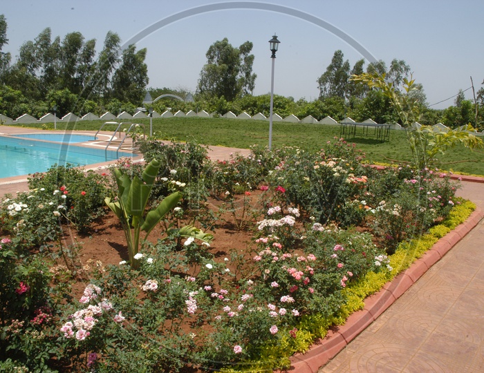 Backyard Swimming pool with rose plants around