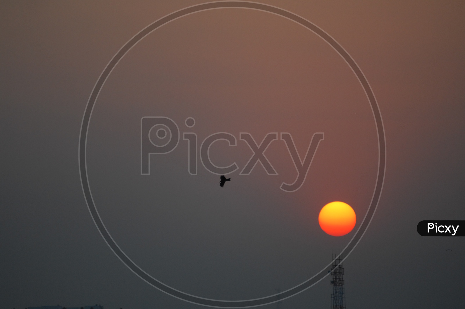 Silhouette of bird during sunrise or sunset