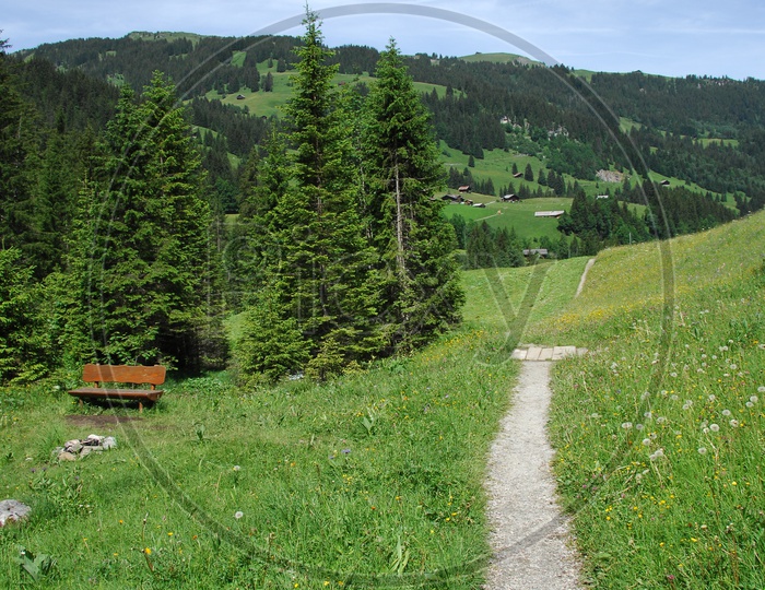Narrow pathway through the green meadow