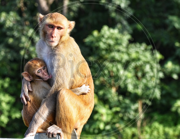 Mother with child monkey