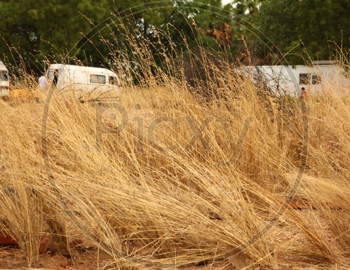 golden brown dried grass