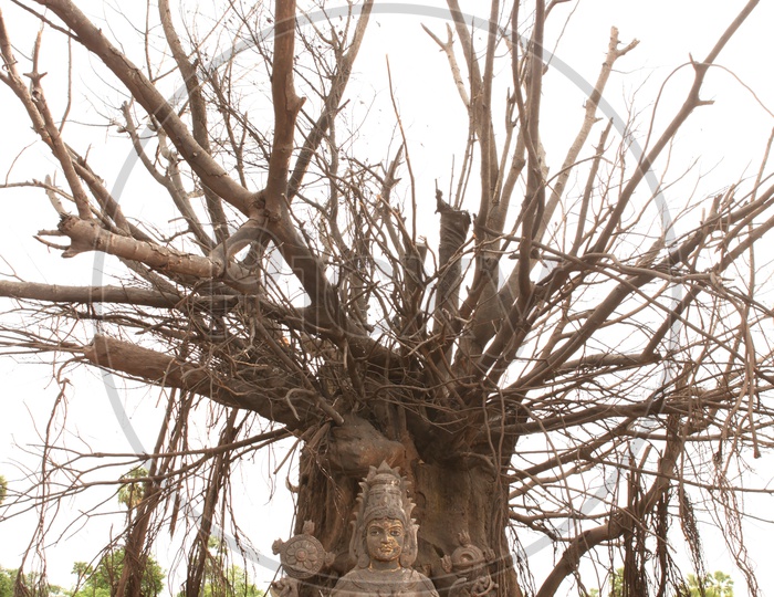 Statue of Hindu Goddess alongside the dried tree