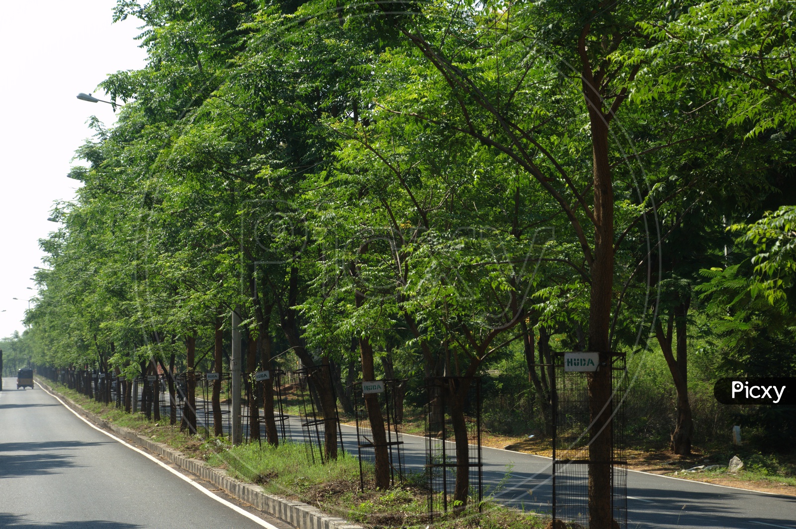 Image of Trees on the divider in a highwaySS992026Picxy