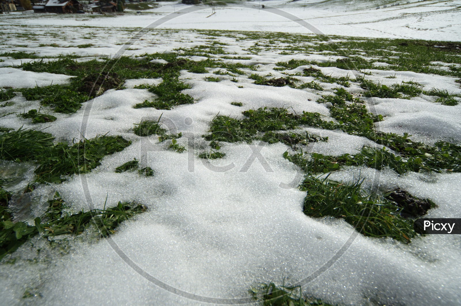 Snow on the grass