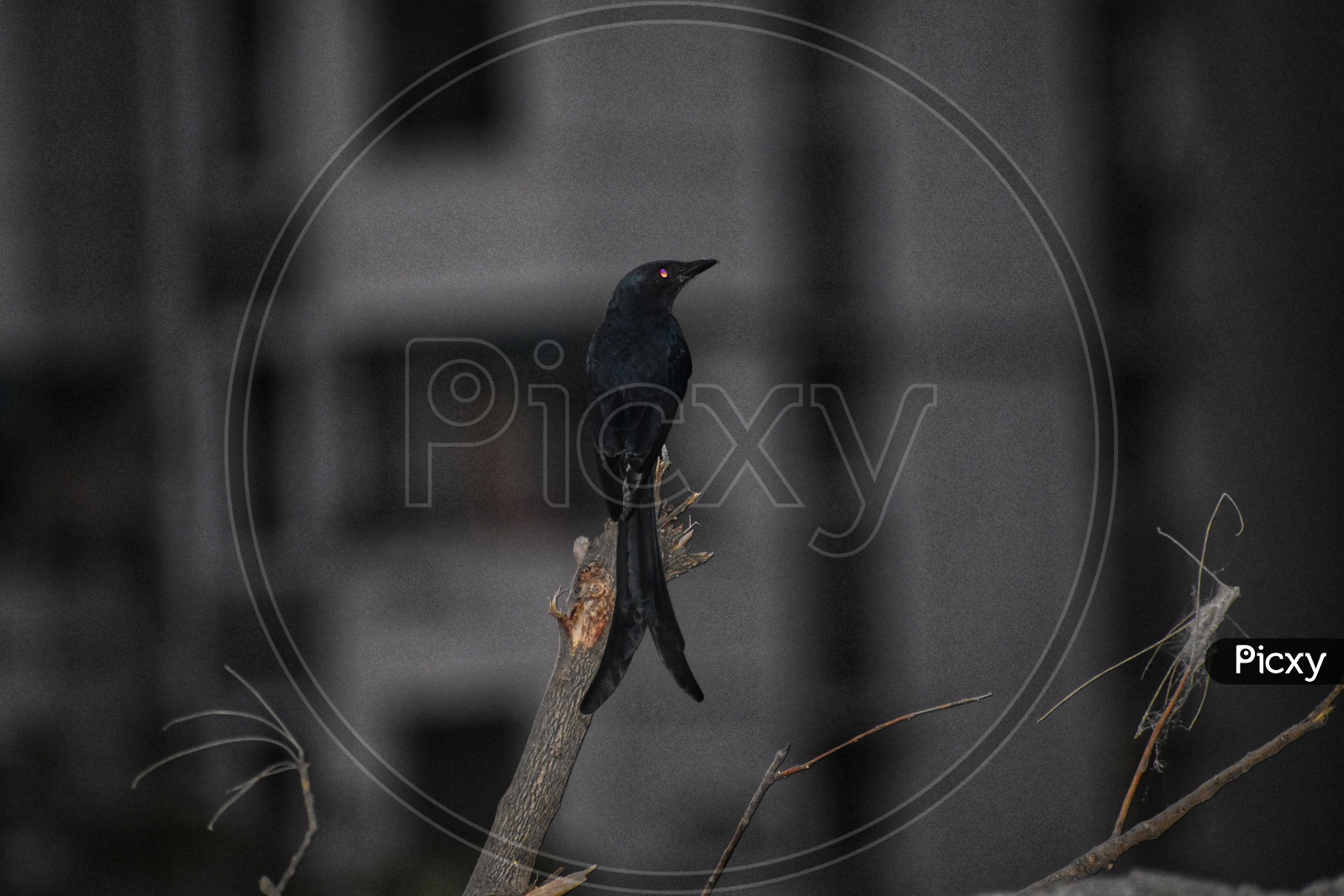 The black bird