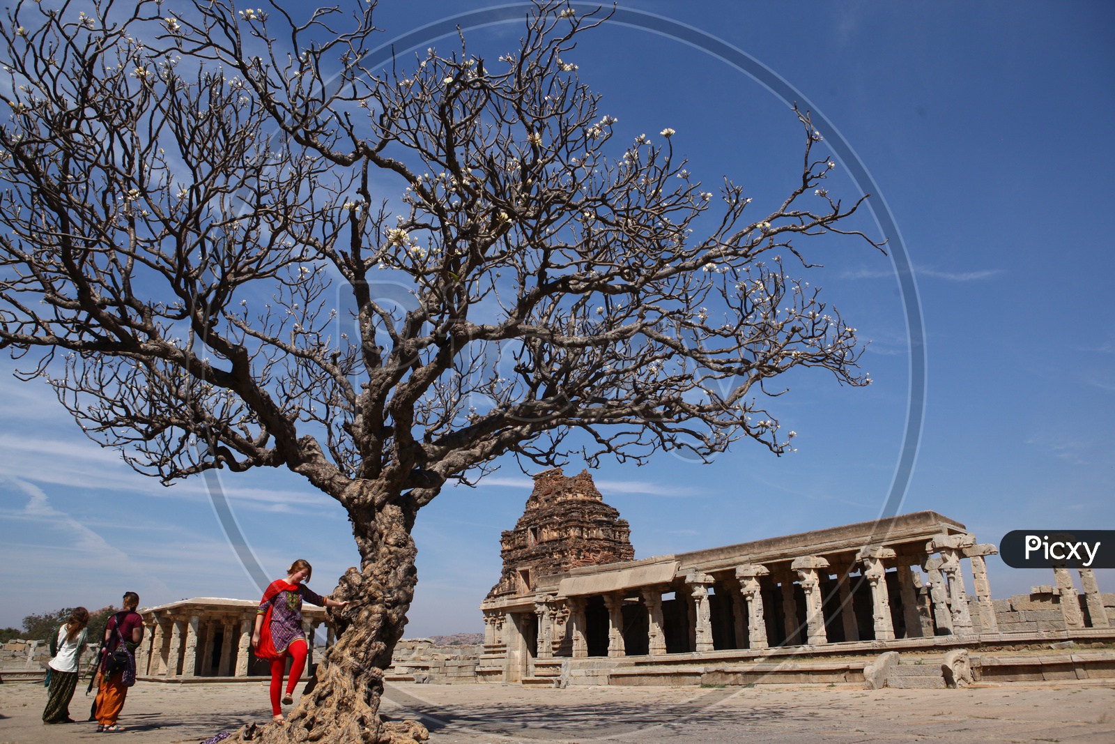 Tourists alongside the tree alongside the Vittala temple
