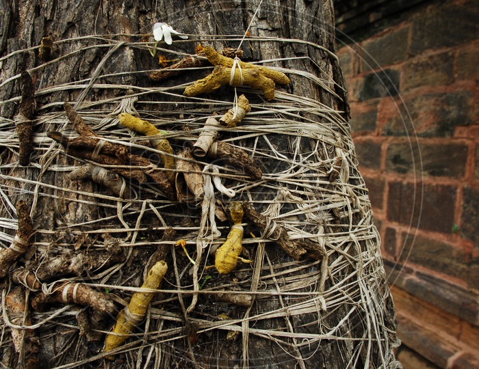 Turmeric Roots Being Knotted To a Tree in Temples