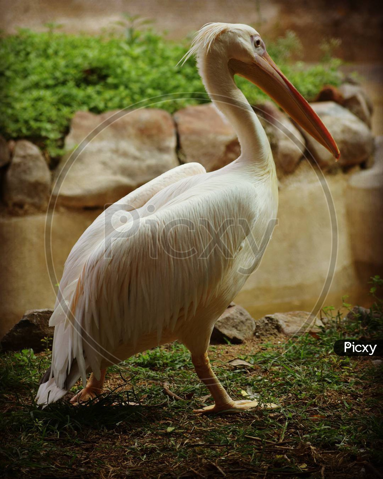 white pelican moving in the grass