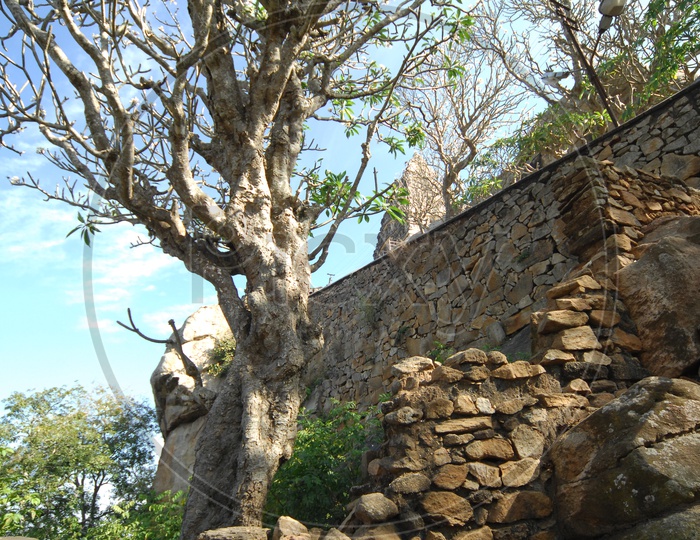 Giant tree alongside the rock wall