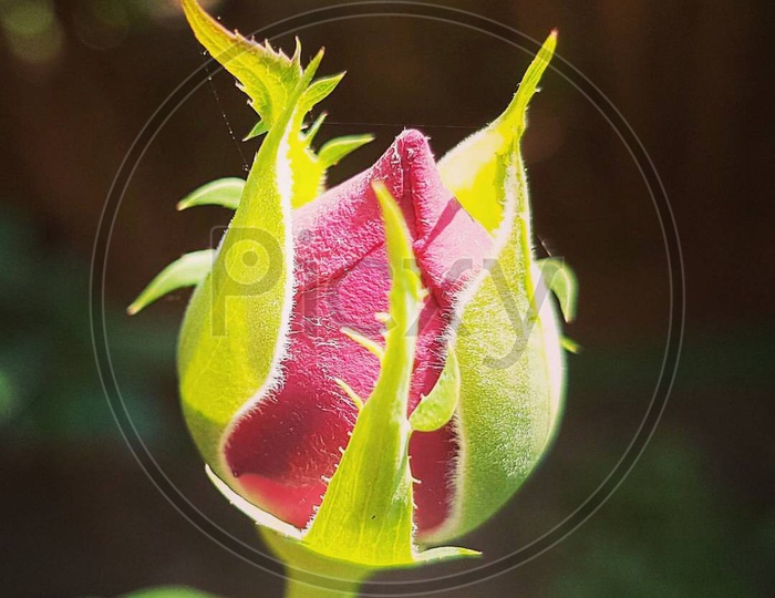 macro shot of a rose bud