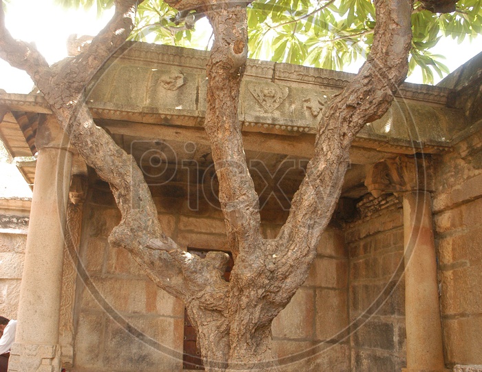 Giant tree alongside the temple ruins