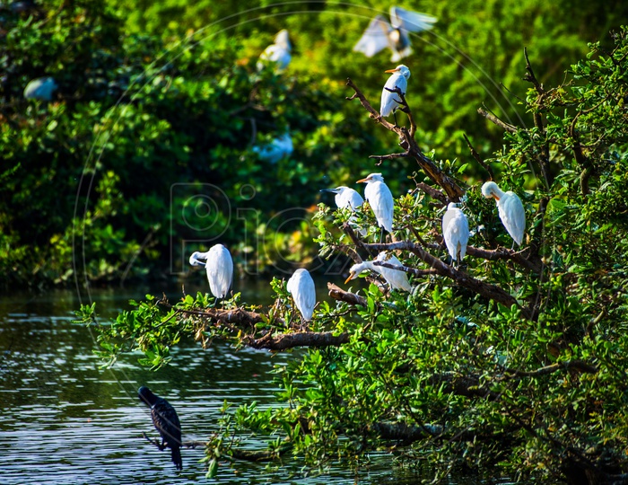 Indian Cranes In Mangrove Forests
