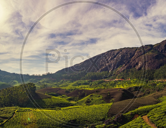 A Panoromic View Of  Tea Plantations And Green Terrain Hills In Munnar