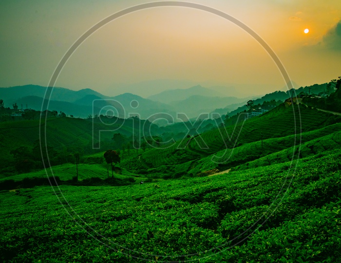 A Landscape With Munnar Tea Plantations