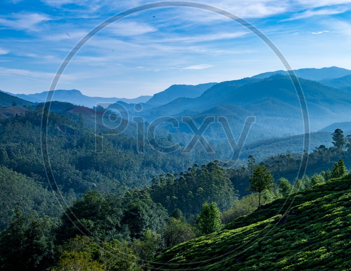 A Landscape View Of  Munnar Tea Plantations and Hills