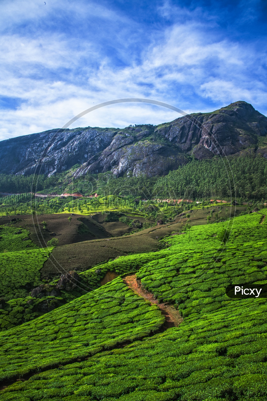 A Landscape View Of Munnar Tea Plantations