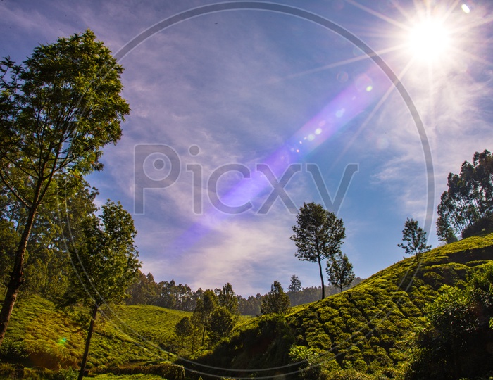 Landscape View Of Tea Plantations in Munnar