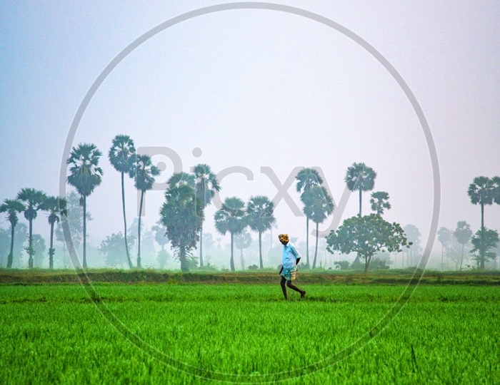 A Farmer Walking On the Paddy Fields