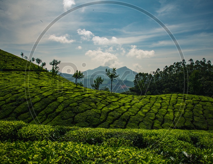 A Lanscape Of Tea Plantations In Munnar