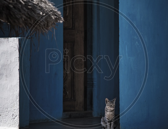 A Cat Sitting at a House Corridor