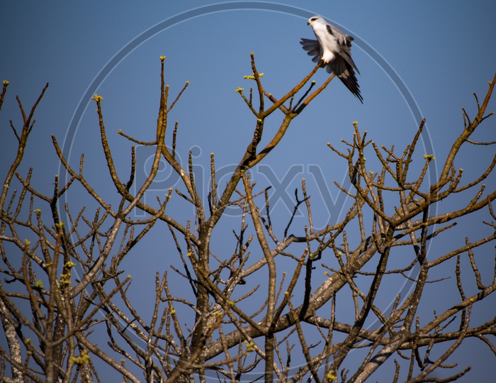 A Bald Eagle On a Tree