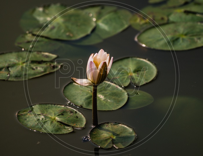 Lotus Flower On a Pond