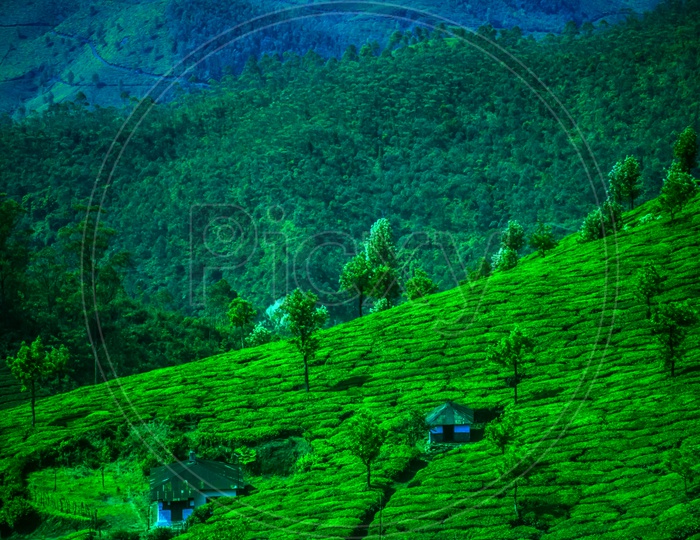 A Landscape Of Munnar Tea Plantations With Valleys And Green Terrains In Background