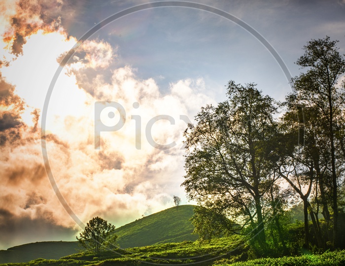 Tea Plantations With A Cotton Clouds In Background