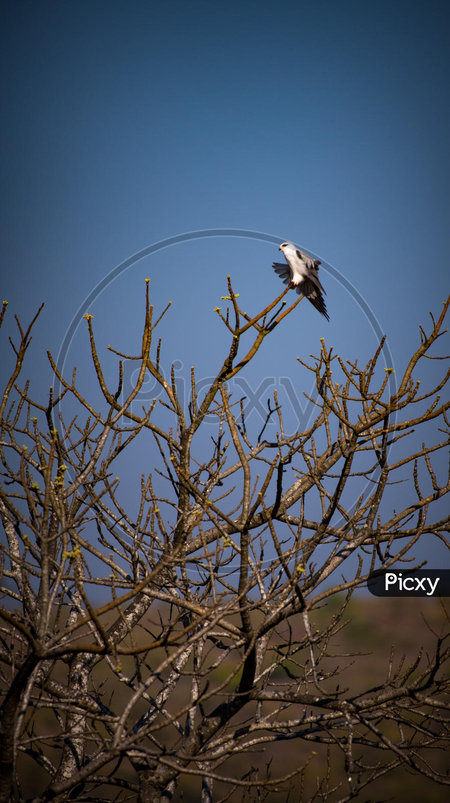 A Bald Eagle On a Tree