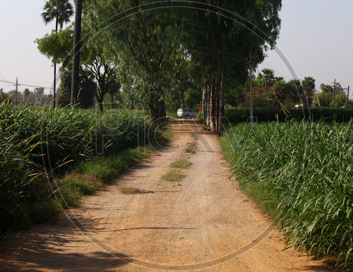 A Roadway along the agriculture fields