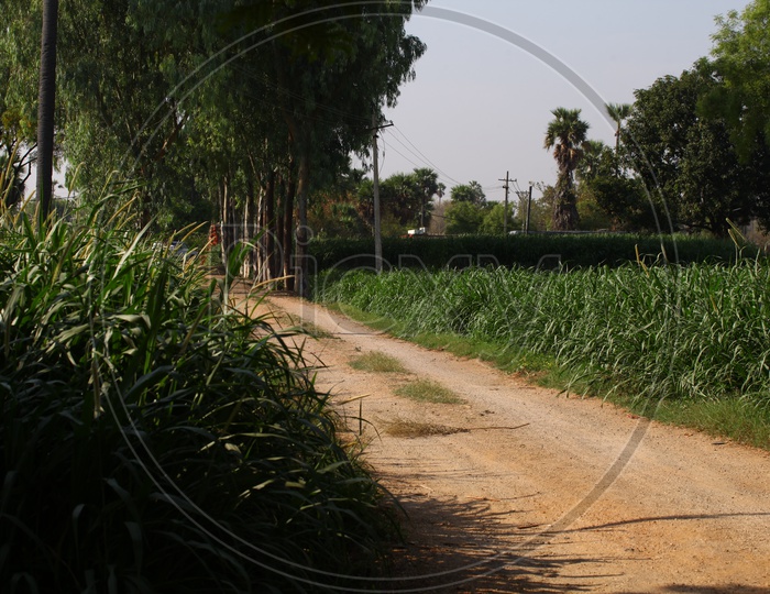 A Roadway along the agriculture fields