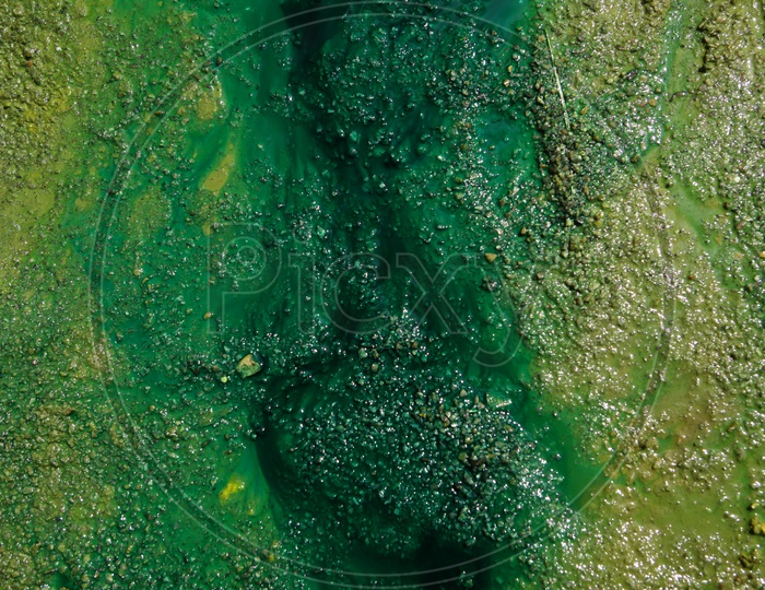 Texture Background Of an Aquatic Green  Algae Layer