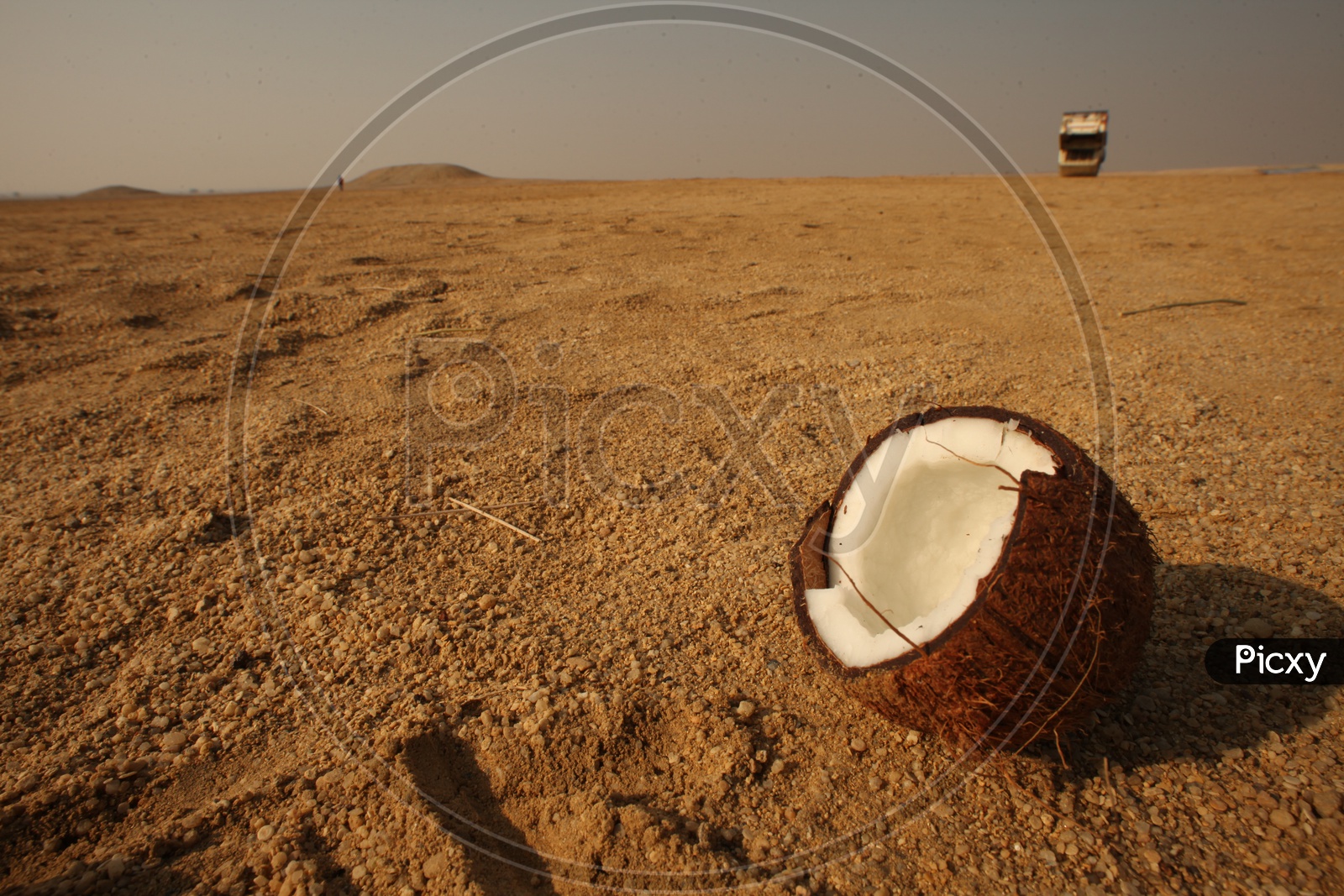 Coconut in Rajasthan Desert
