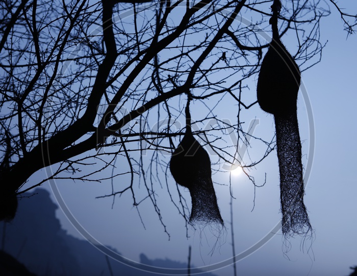 Silhouette of bird nests on the tree